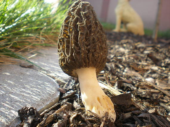 smrčok Morchella sp.