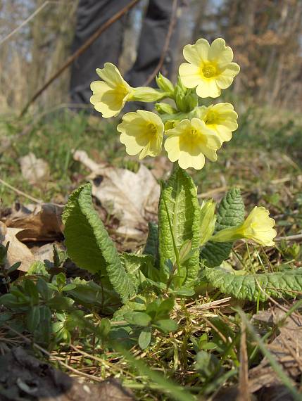 prvosienka vyššia Primula elatior (L.) L.