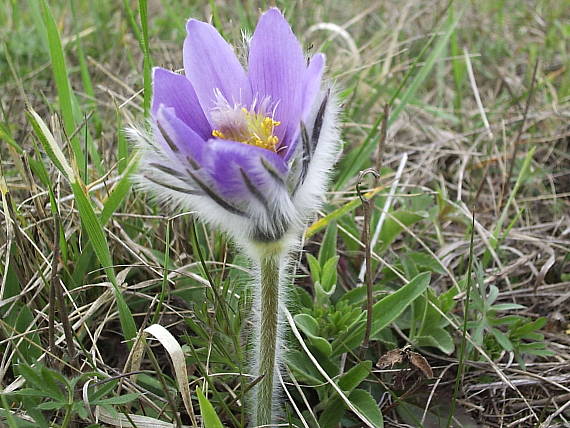 poniklec veľkokvetý Pulsatilla grandis Wender.