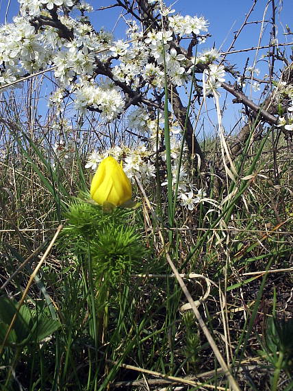 hlaváčik jarný Adonis vernalis L.