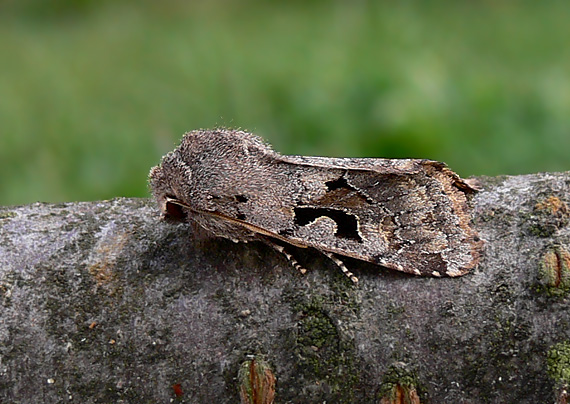 Mora ovocná Orthosia gothica