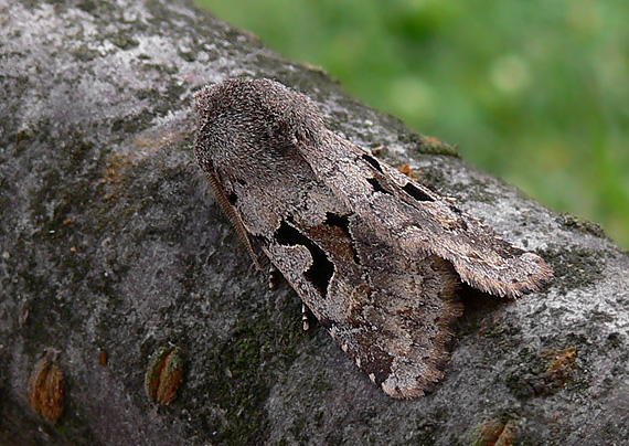 mora ovocná Orthosia gothica