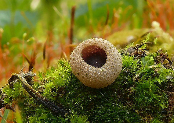 čiaška Peziza sp.