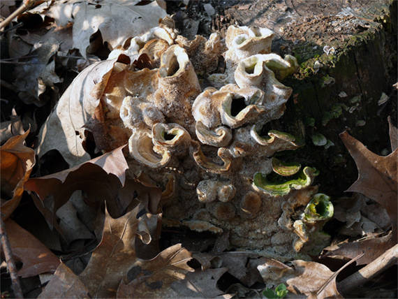 trúdnikovec pestrý Trametes versicolor (L.) Lloyd