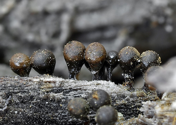 vlasnačka Trichia decipiens var. decipiens (Pers.) T. Macbr.