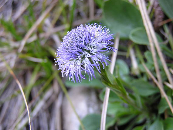 gulička bodkovaná