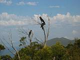 black Cockatoo