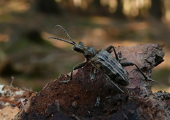 fúzač korový  Rhagium inquisitor Linnaeus, 1758