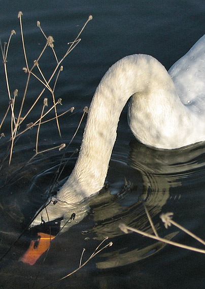 labuť hrbozobá Cygnus olor