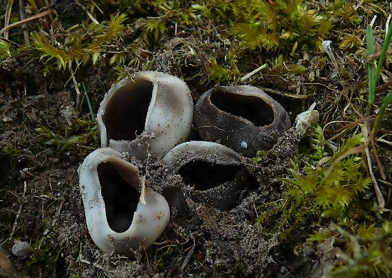 chriapač sosnový Helvella leucomelaena (Pers.) Nannf.