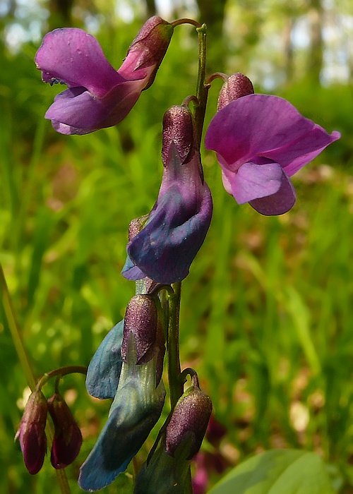 hrachor jarný Lathyrus vernus (L.) Bernh.