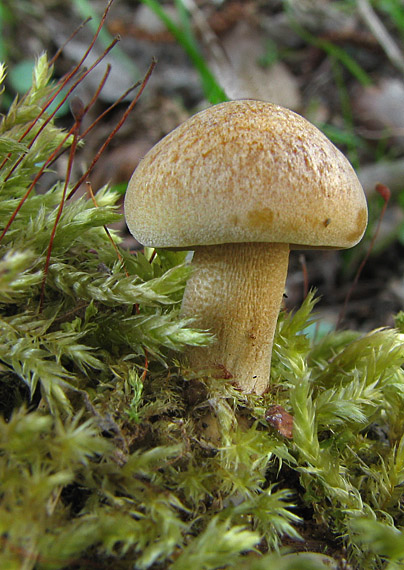 trúdnik strapkatý Lentinus substrictus (Bolton) Zmitr. & Kovalenko