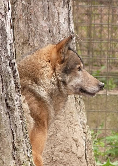 vlk eurázijský Canis lupus lupus