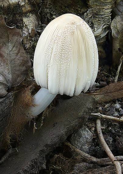 hnojník okrový Coprinellus domesticus (Bolton) Vilgalys, Hopple & Jacq. Johnson