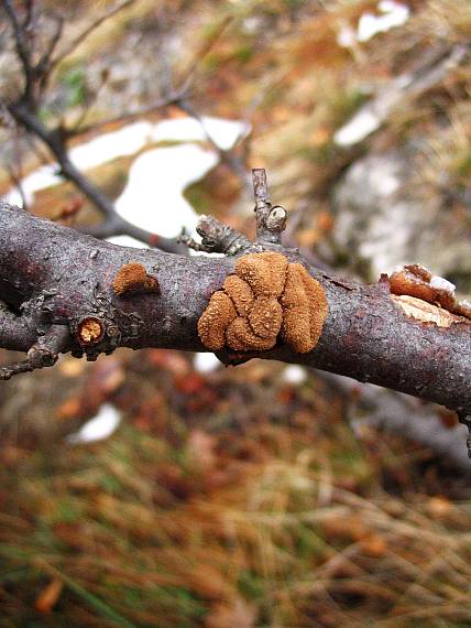 dutinovka otrubnatá Encoelia furfuracea (Roth) P. Karst.