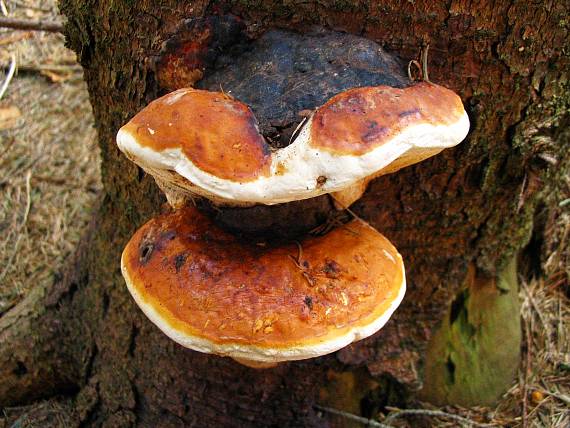 práchnovček pásikavý Fomitopsis pinicola (Sw.) P. Karst.