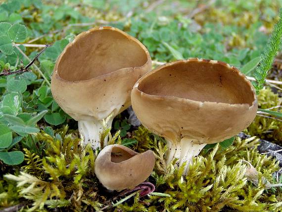 kališník obecný Helvella acetabulum (L.) Quél.