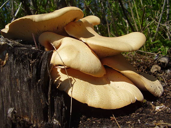 húževnatec pohárovitý Neolentinus schaefferi Redhead & Ginns