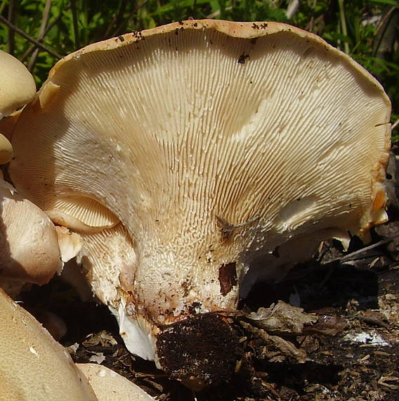 húževnatec pohárovitý Neolentinus schaefferi Redhead & Ginns