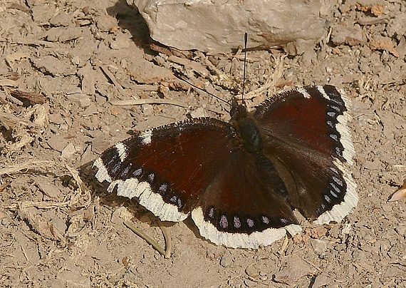 babôčka osiková Nymphalis antiopa