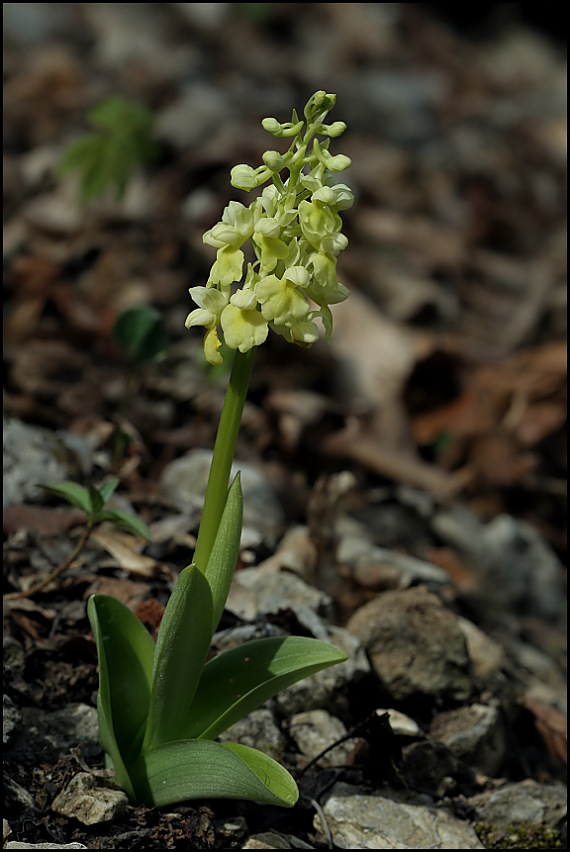 vstavač bledý Orchis pallens L.