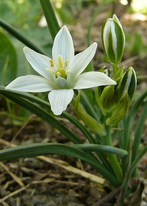 bledavka okolíkatá Ornithogalum umbellatum L