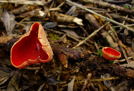 ohnivec šarlátový Sarcoscypha coccinea (Gray) Boud.