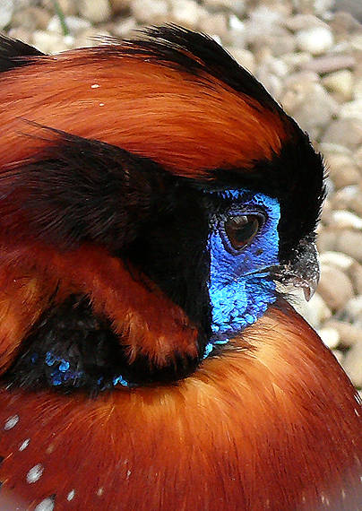 tragopan Temminckov Tragopan temminckii