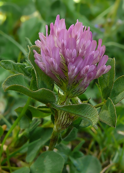 ďatelina lúčna Trifolium pratense L.