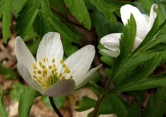 veternica hájna Anemone nemorosa L.