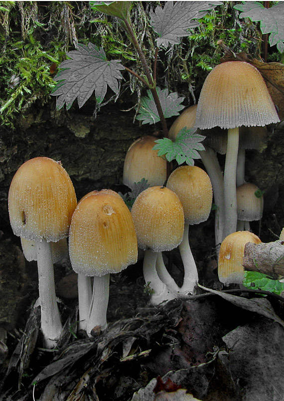 hnojník ligotavý Coprinellus micaceus (Bull.) Vilgalys, Hopple & Jacq. Johnson