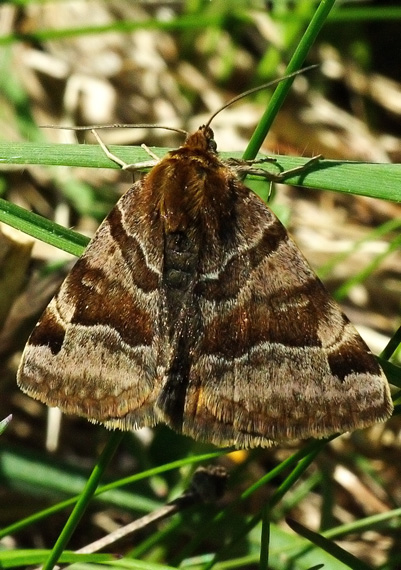 stružkavec hnedý Euclidia glyphica