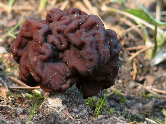 ušiak obyčajný Gyromitra esculenta (Pers.) Fr.