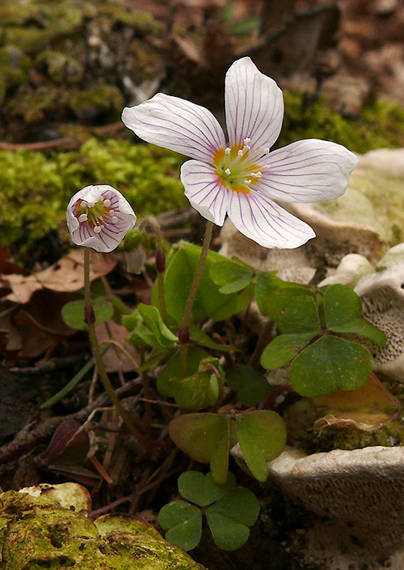 kyslička obyčajná Oxalis acetosella L.