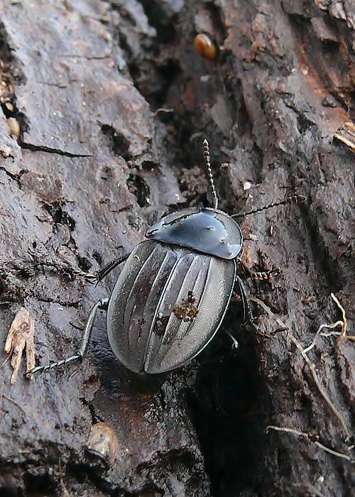 zdochlinár Silpha carinata