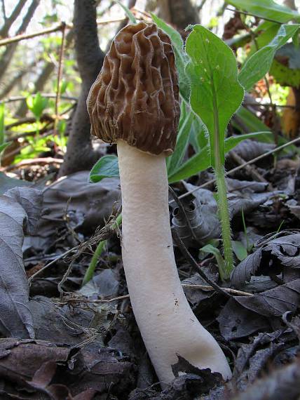 smrčkovec český. Verpa bohemica (Krombh.) J. Schröt.