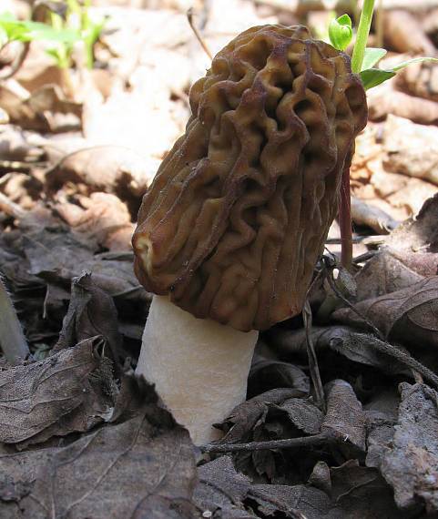 smrčkovec český. Verpa bohemica (Krombh.) J. Schröt.