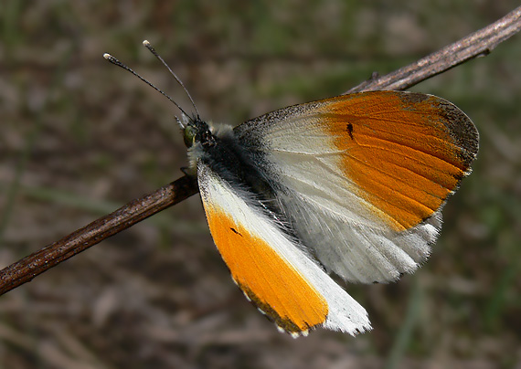 mlynárik žeruchový Anthocaris cardamines