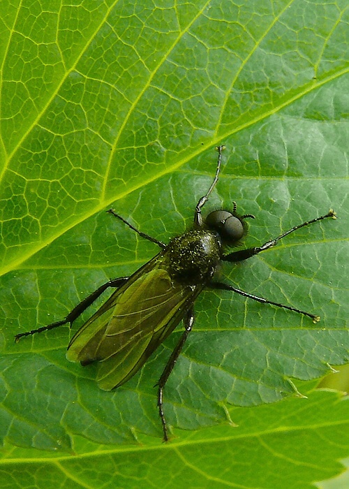 mušica marcová Bibio marci