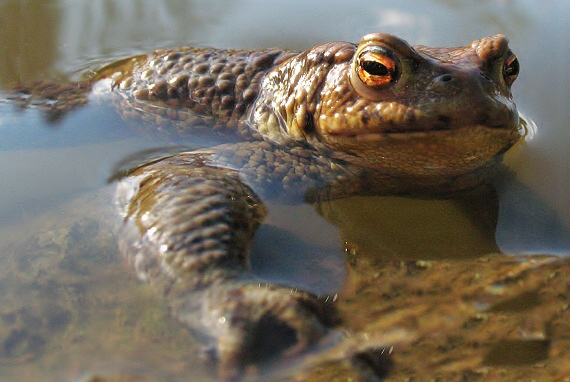 ropucha Bufo bufo