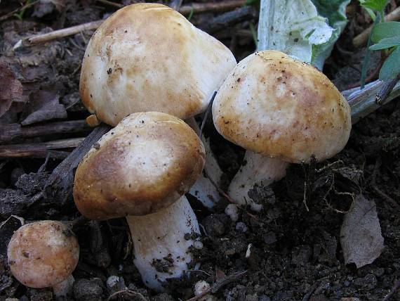 čírovnica májová Calocybe gambosa (Fr.) Donk