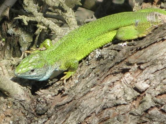 jašterica zelená Lacerta viridis