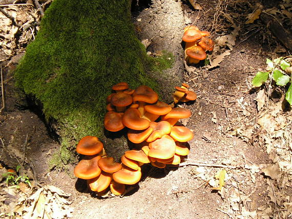 kališník hnedooranžový Omphalotus olearius (DC.) Singer