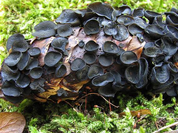 terčovka bulharská Piceomphale bulgarioides.