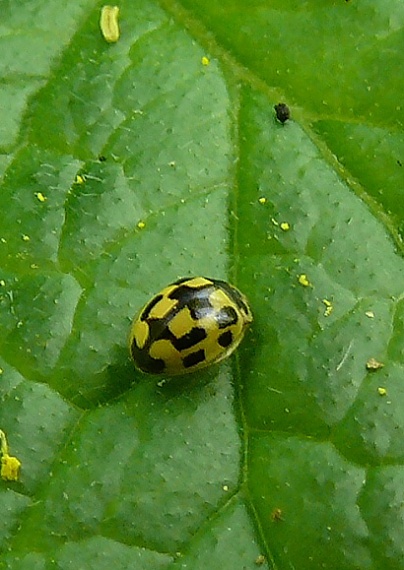 lienka Propylea quatuordecimpunctata