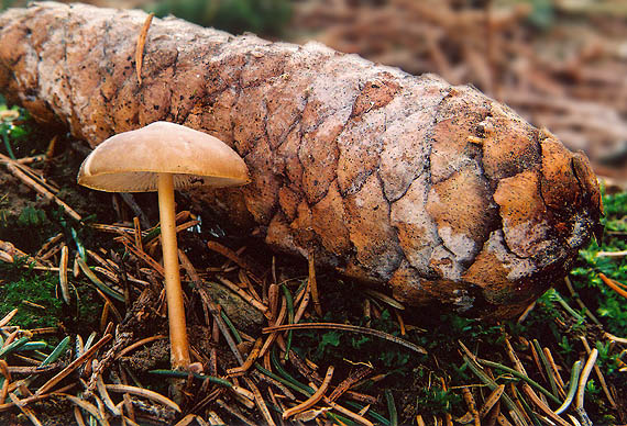 peniazočka smreková Strobilurus esculentus (Wulfen) Singer