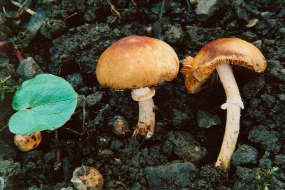 kapucňovec/ čepičatka bezpórá Conocybe aporos Kits van Wav.