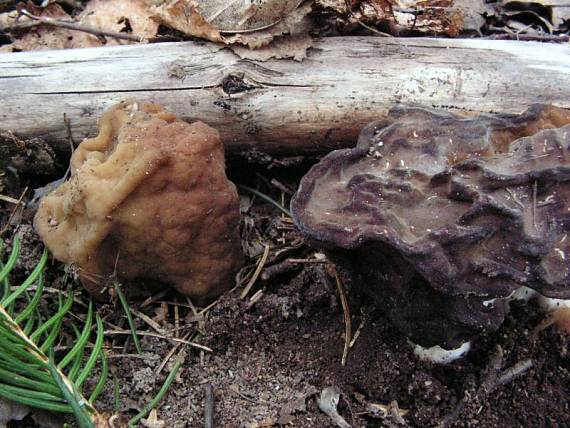 ucháč obrovský - Ušiak obrovský Gyromitra gigas (Krombh.) Cooke