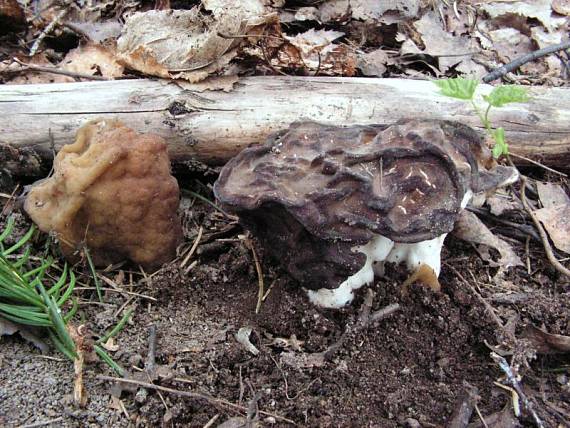 ucháč obrovský - Ušiak obrovský Gyromitra gigas (Krombh.) Cooke