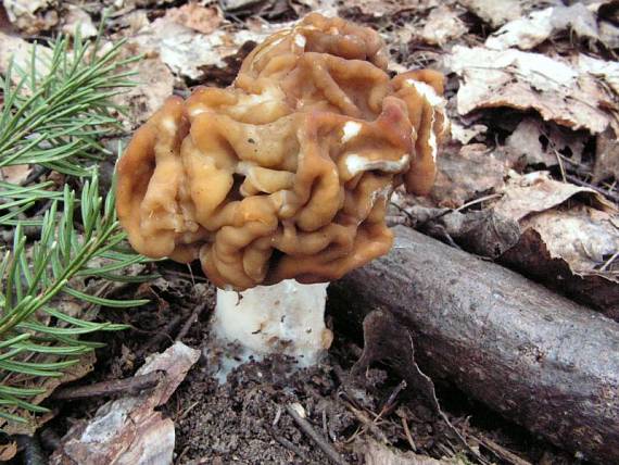 ucháč obrovský - Ušiak obrovský Gyromitra gigas (Krombh.) Cooke